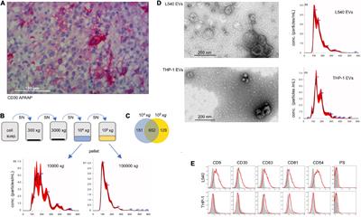 CD30-Positive Extracellular Vesicles Enable the Targeting of CD30-Negative DLBCL Cells by the CD30 Antibody-Drug Conjugate Brentuximab Vedotin